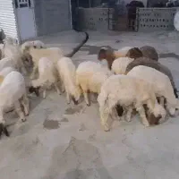 ۱۸راس کاور نر و ماده ۱۱راس نر ۷راس ماده
