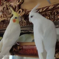 عروس هلندی و خانگی ودستی نر و ماده بالغ