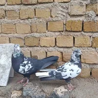 کبوتر