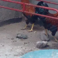 خروس