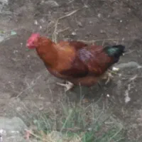 خروس