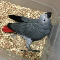 جوجه کاسکو
