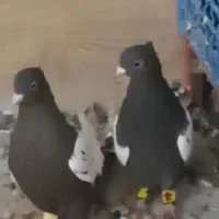 کبوتر
