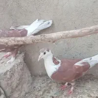 کبوتر کلاغ جفت ماده