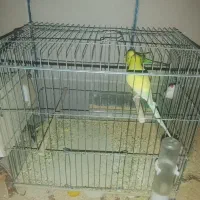 کبوتر آگاهی رو بخون