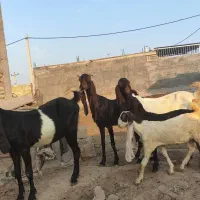 سه بز پاکستانی اصل با دوبیگ یه نر یه ماده