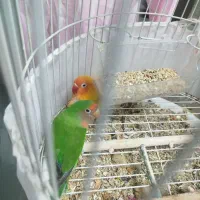 دو عدد کوتوله به همراه قفس ایستاده مفت نرماده