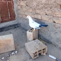 کبوتر ماده