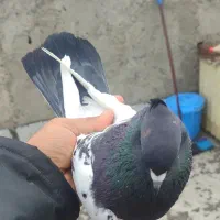 فروشی باشی قره گوی گویروغ نر پراغ