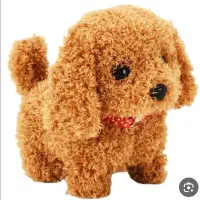 یک عدد سگ پیدا شده