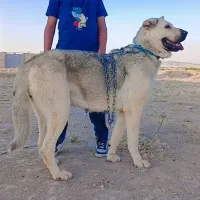سگ ماده پژدر