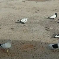 تعدادی کبوتر رنگه ب فروش می‌رسد