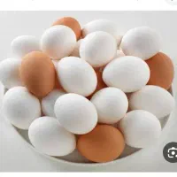 فروش تخم مرغ تازه درشت