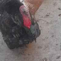 تخم نطفه دار بوقلمو بومی