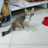 واگذاری بچه گربه