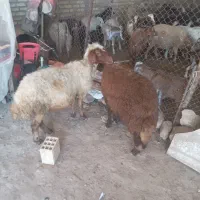 میش
