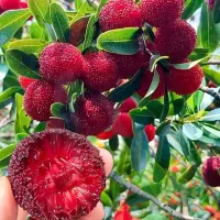 نهال گیلاس گردو کیوی سیب گلابی تمشک