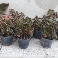 گل و گیاه طبیعی