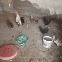 مرغ خروس محلی
