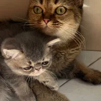 گربه|گربه|گرمدره, |دیوار