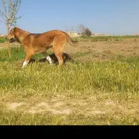 توله خراسانی