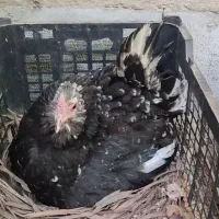 مرغ گلین کپ با تخم مرغ