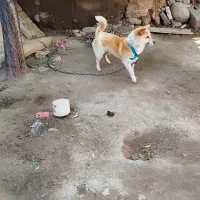 پا کوتاه نگهبان