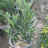 خرزره