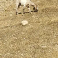 بز درجه یک