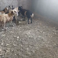 غوچ