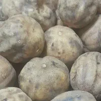 لیمو عمانی عمده