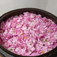 فروش عمده و خرده گلاب،عرق نعنا،کاسنی،بهار نارنج