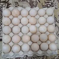 تخم اردک