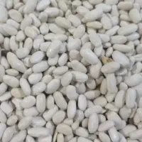 لوبیا سفید درجه یک