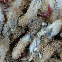 بیدمشک خشک تمیز