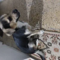 پیداشده