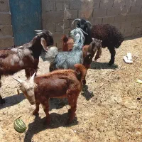 کهره
