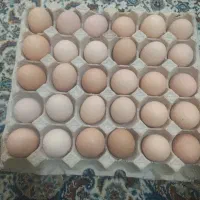 تخم مرغ محلی