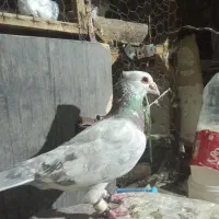 کبوتر سورنج