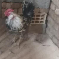 خروس