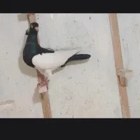 کبوتر