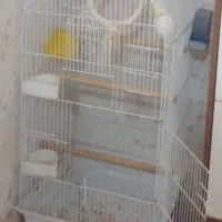 عروس هلندی سخنگوی نر