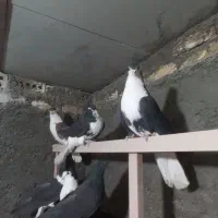 کبوتر دمگیر دوبحر