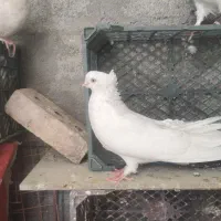 کبوتر چشم نوک سفید