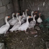 غاز بزرگ