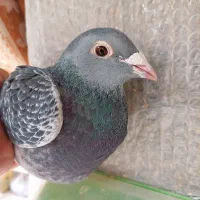 اردن مسافت بلند