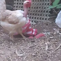 مرغ گردن لخت