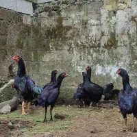 تخم لاری