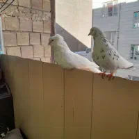 یه جفت کفتر با جوجه