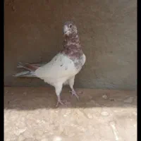 ماده سبز